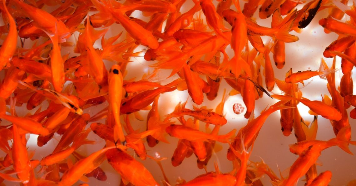 Redfish